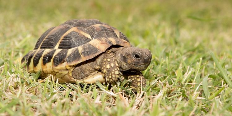 Testudo hermanni Mediterranean turtle walked on earth