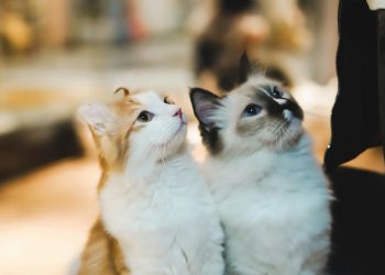 i gatti dal nome umano, Antonia Golino, architetta