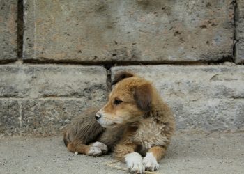 Un cucciolo meraviglioso, di Maria Carolina Carpio, impiegata e aspirante scrittrice