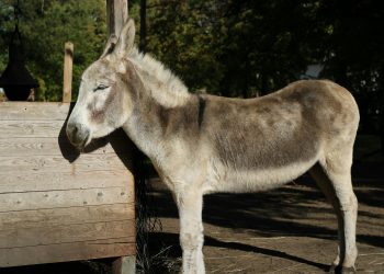 L’asina di mio Zio, di Rinaldo Lucca