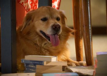 Un cane in hotel, di Ilaria Gaspari, filosofa e scrittrice