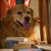Un cane in hotel, di Ilaria Gaspari, filosofa e scrittrice