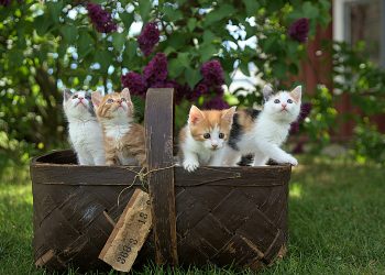 Gatti, e come farsi trovare, di Ilaria li Gambi, addetta stampa