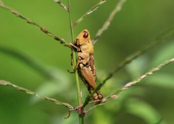 Le proprietà di alcuni insetti in Thailandia
