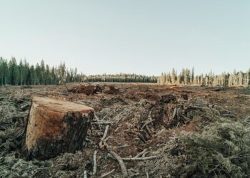 Deforestazione tropicale e filiere globali: quale sostenibilità?
