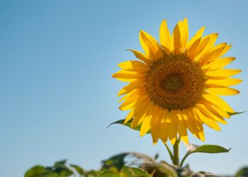  L’abbecedario agricolo.