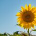 L’abbecedario agricolo.