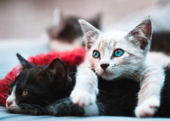 Il molestatore di gatti, Giovanni Battistuzzi, giornalista