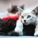 Il molestatore di gatti, Giovanni Battistuzzi, giornalista