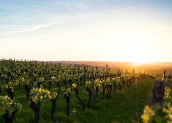 In Francia (ma non solo) i vigneti stanno scomparendo