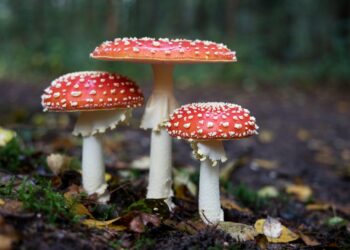 Dei funghi o dei superpoteri
