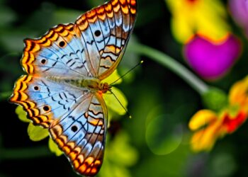 Solo le farfalle belle sono da salvare?