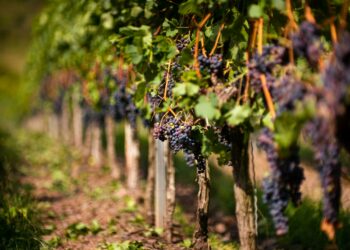 Un insegnamento e una storia virtuosa: cantine Matteo Ascheri 
