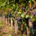 Un insegnamento e una storia virtuosa: cantine Matteo Ascheri 