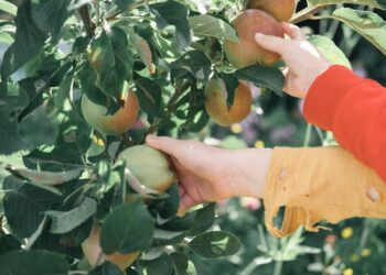 Prima delle macchine volanti ci sono le raccoglitrici volanti