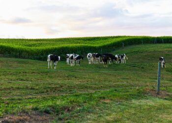Agricoltura è anche territorio: ma se questo è in dissesto?