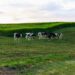Agricoltura è anche territorio: ma se questo è in dissesto?